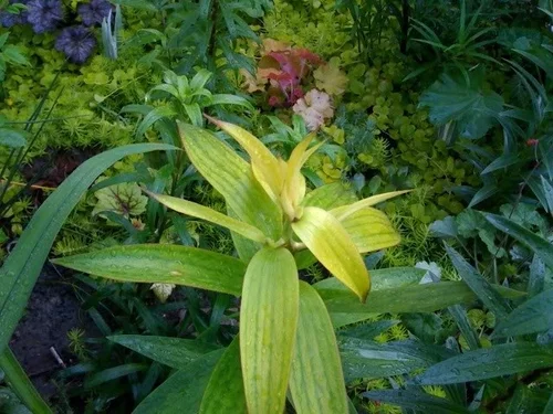 Asiatic Lily Leaves Turning Yellow & How to Save