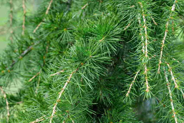 Can I Cut My Cedar Tree In Half The Secrets Of Cedar Tree Pruning Handy Gardening
