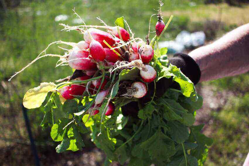 Can You Eat Bolted Radishes