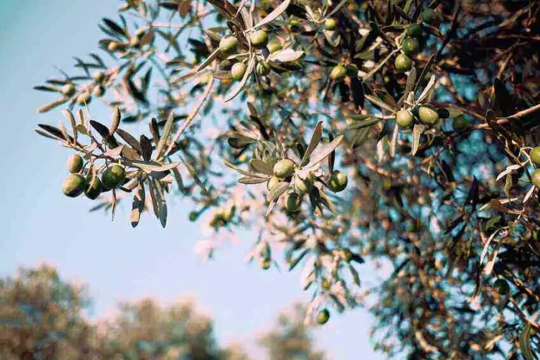 Do Olive Trees Lose Their Leaves? 6 Causes and 3 Solutions! Handy Gardening