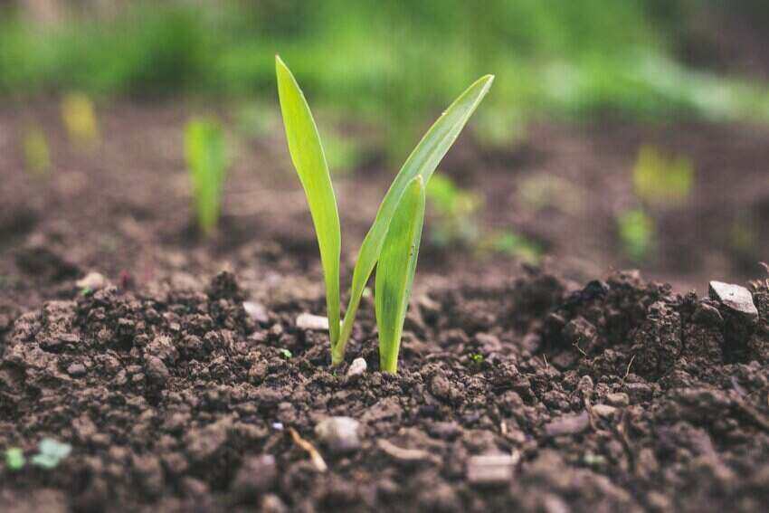 Green fertilizer balls in soil