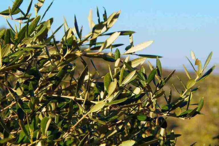 Do Olive Trees Lose Their Leaves? 6 Causes and 3 Solutions! Handy