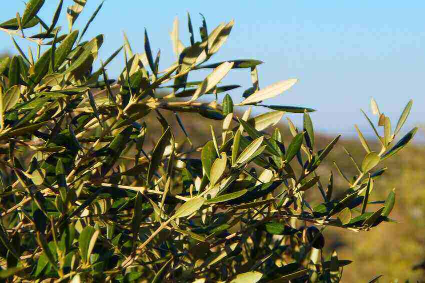 How To Prevent Olive Tree Leaves Dropping Problem