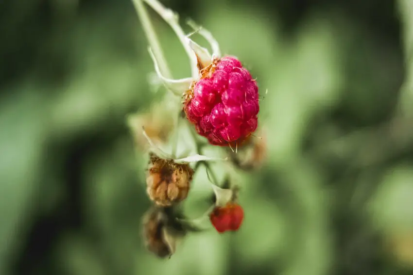 Loganberry Vs Tayberry Comparison