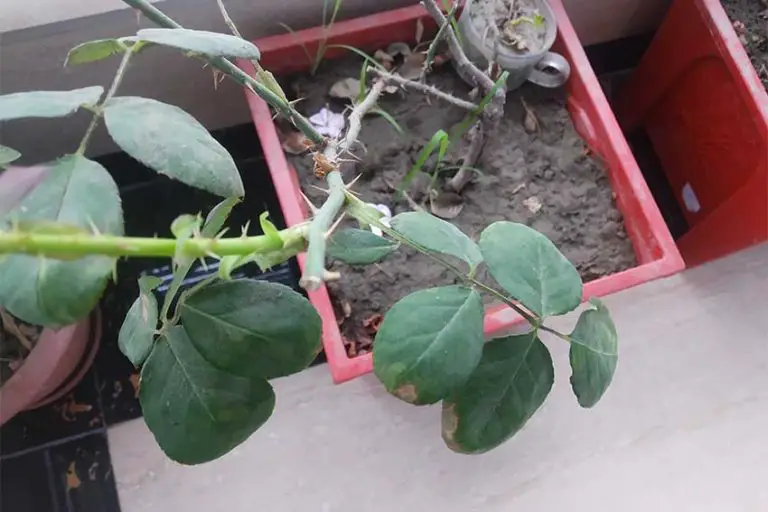 Cut Roses Growing New Leaves 8 Steps to Follow! Handy Gardening