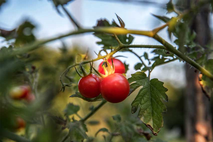 Do-not-pluck-your-cherry-tomatoes