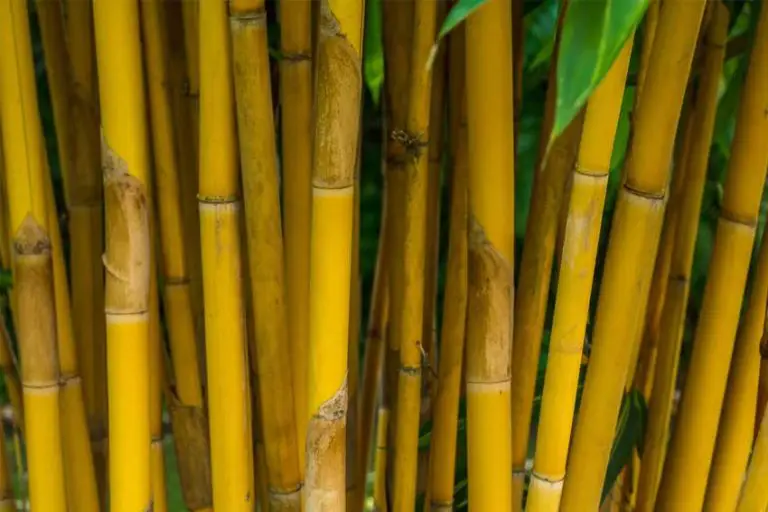 How to Make Bamboo Grow Thicker and Faster with More Branches? Handy