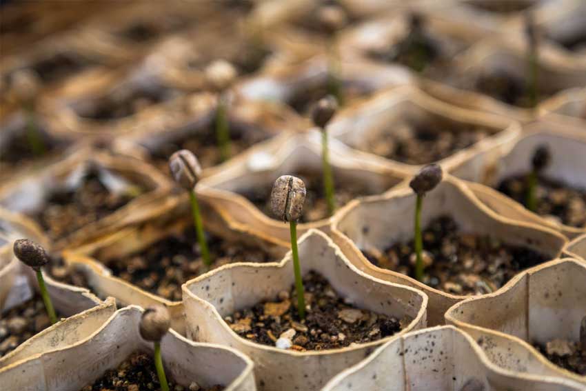 Planting-Pepper-Seeds-After-Sprouting