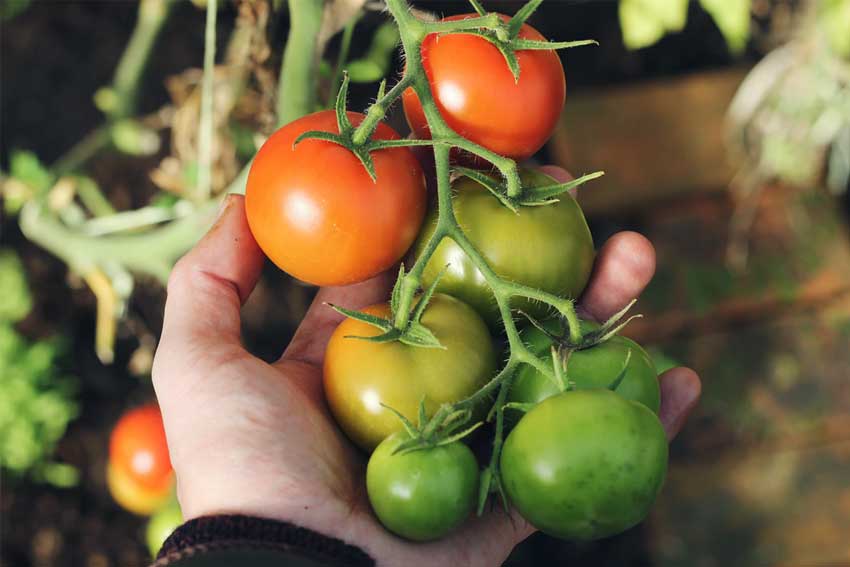 Size-of-Tomatoes