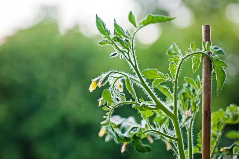 tomato plants flowering too early