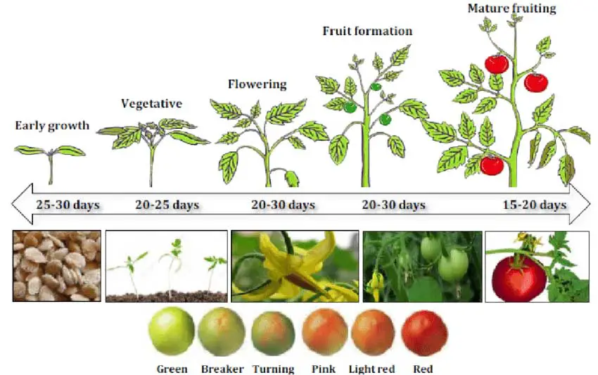Tomato's-five-growth-stages