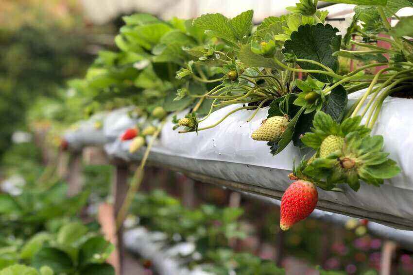 What can I use instead of straw for strawberries