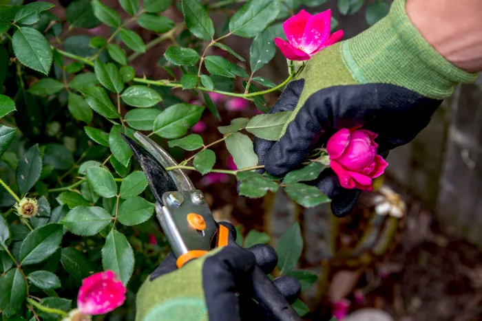 Prune New Growth Rose Bush