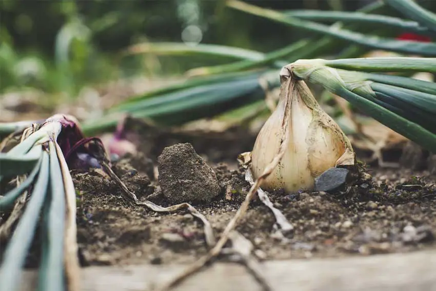 Is-it-too-late-to-plant-onions