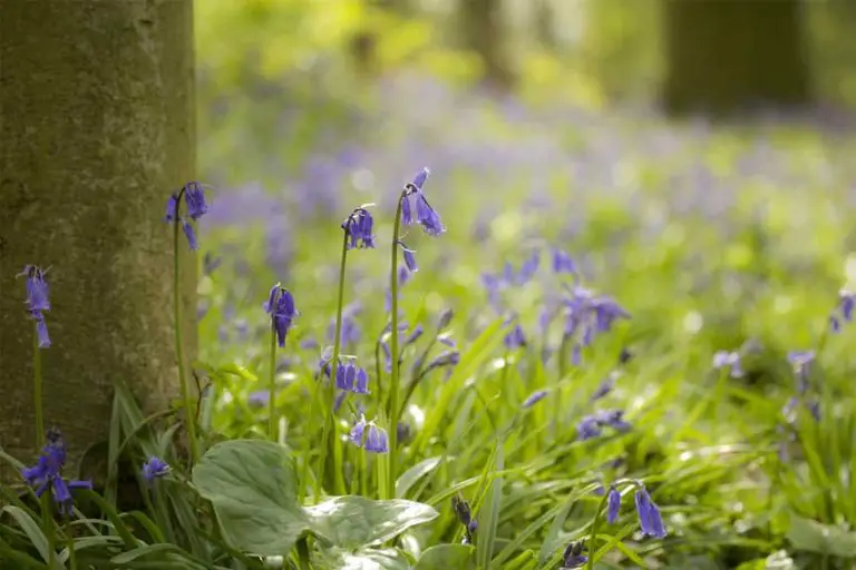 How to Get Rid of Bluebells? 5 Precise Ways to Kill Bluebells