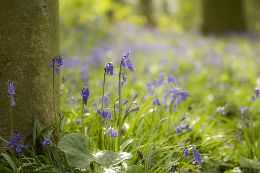how-to-kill-bluebells-easily