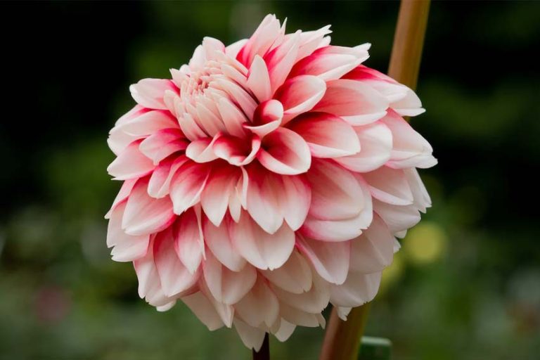 Is It Too Late to Plant Dahlias? When to Plant Dahlias? Handy Gardening