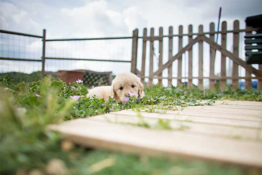 Garden-Barrier-for-Dogs