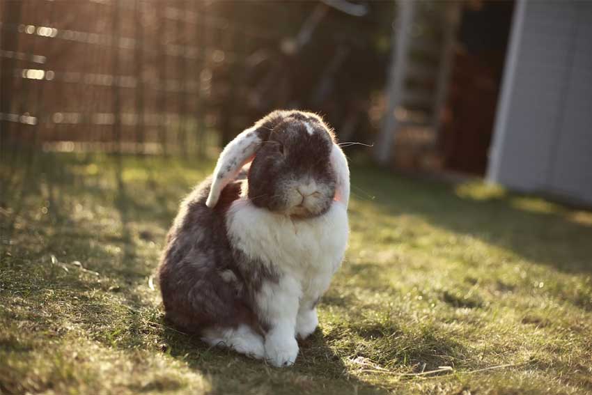 Keep-Rabbits-Out-Garden-Tips