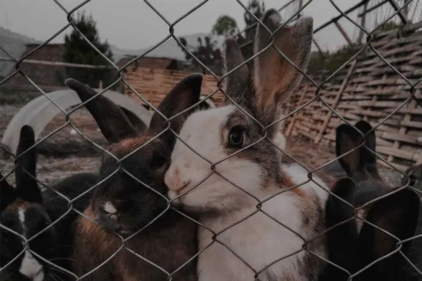 garden-barrier-for-rabbits