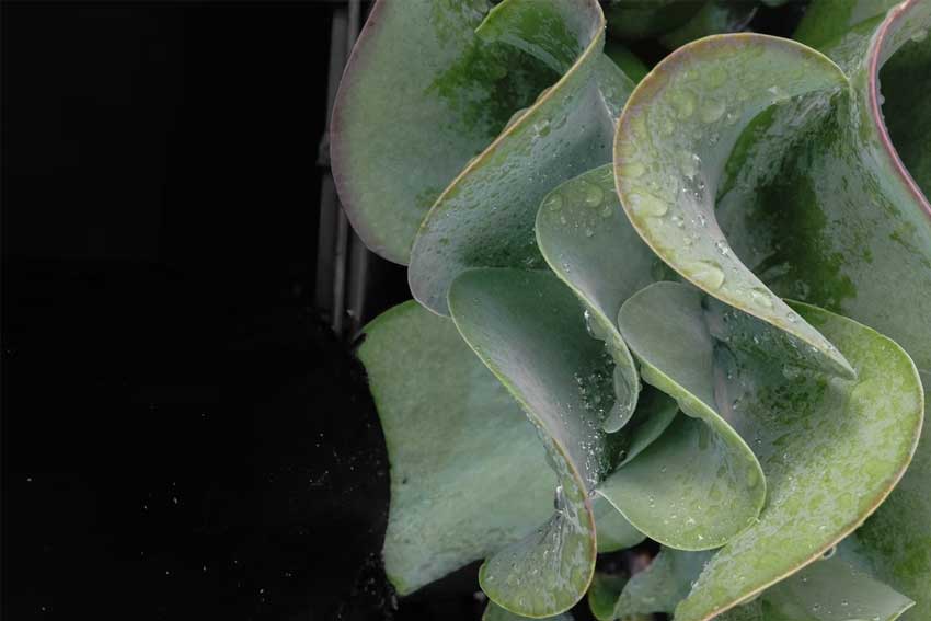 paddle-plant-leaves-curling