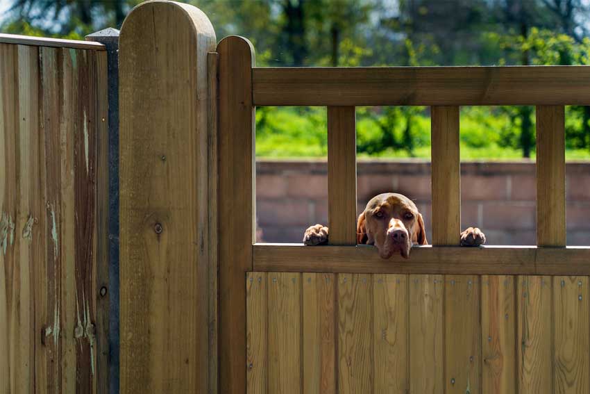 pallet-dog-fence