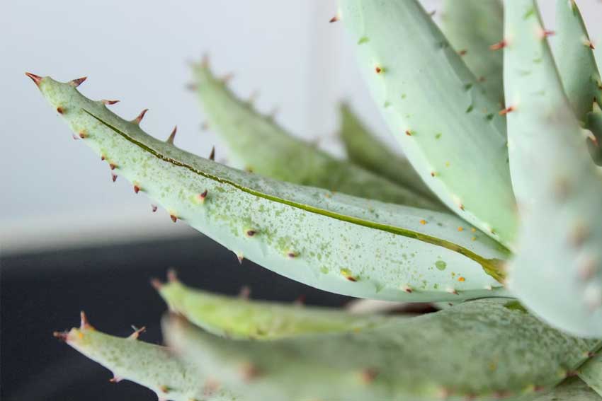 Aloe-Plant-Leaves-Curling