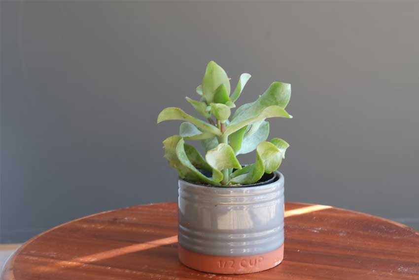 Jade-plant-leaves-curling