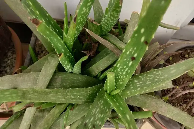 Why are the Aloe Plant Leaves Curling and How to Fix 7 Causes? Handy