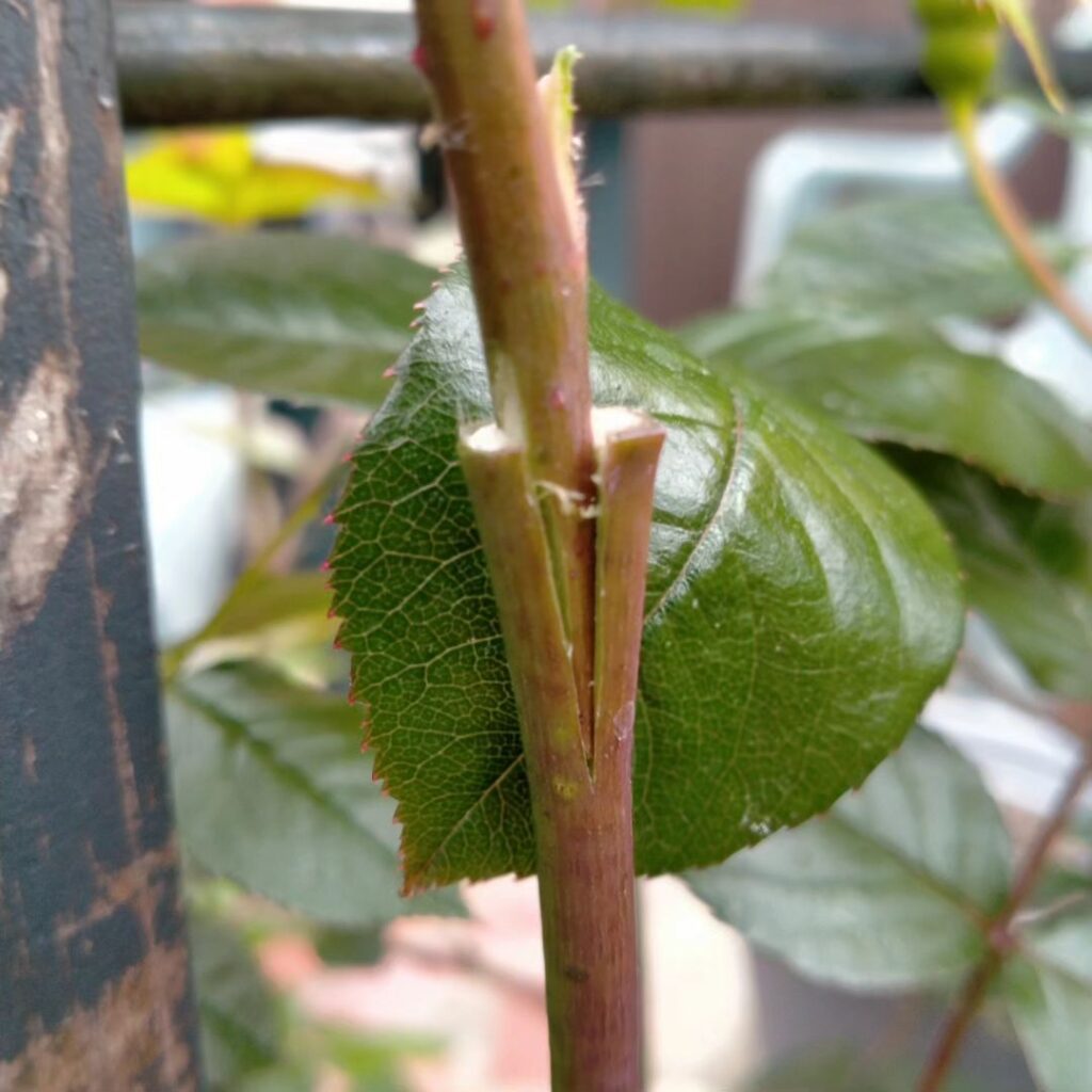 grafted root rose