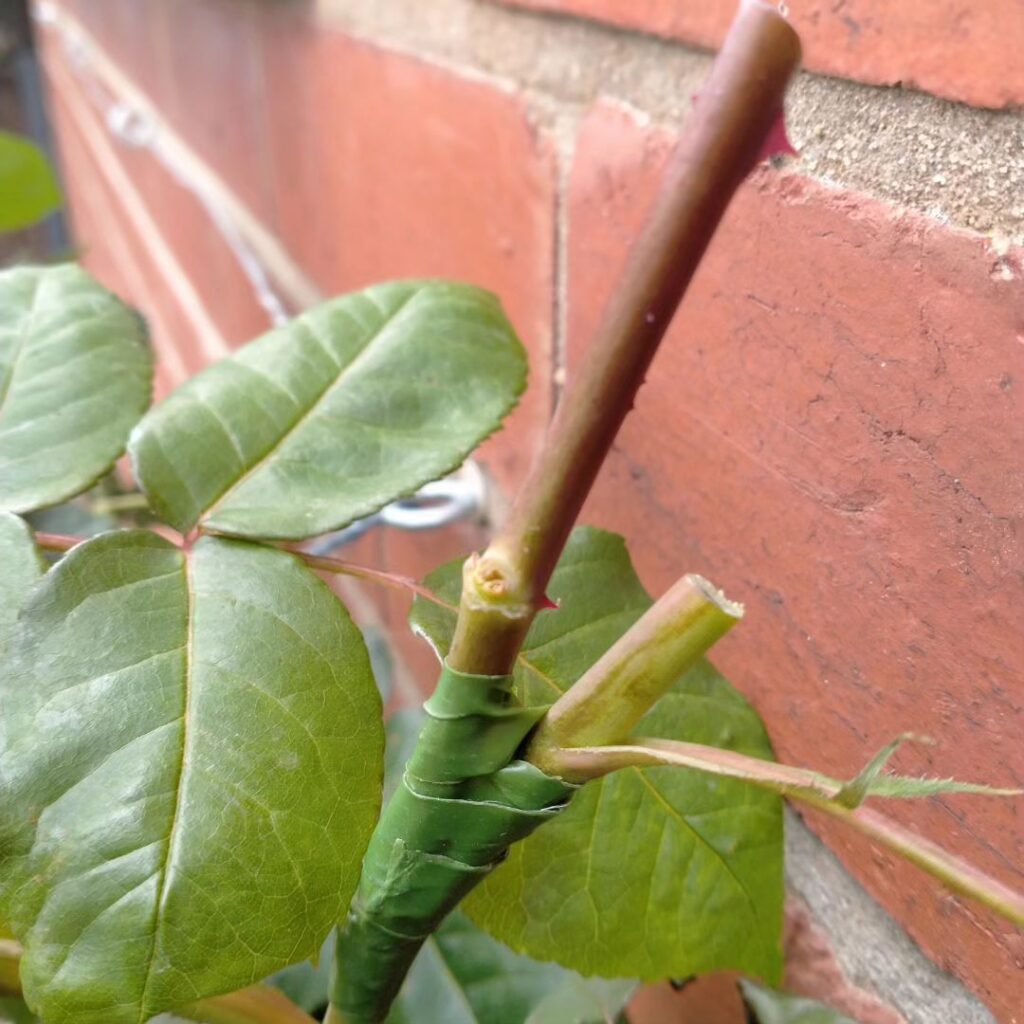 grafting of a rose root