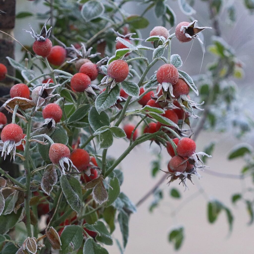 Grow Roses From Rose Hips