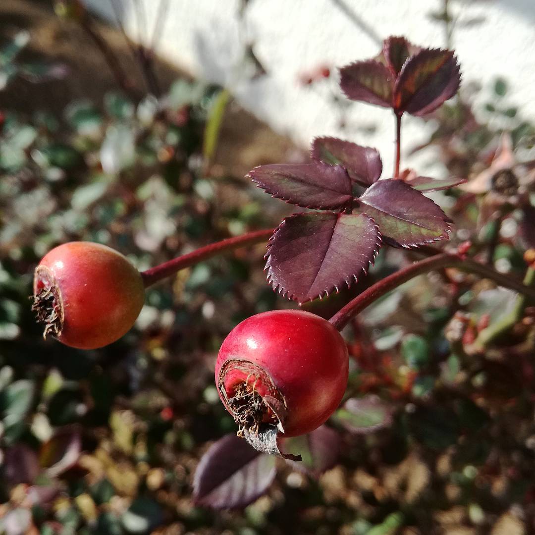 How To Get Rose Seeds From A Rose Bush