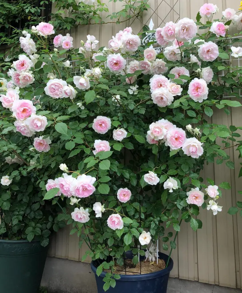 How To Grow A Rose Plant Faster