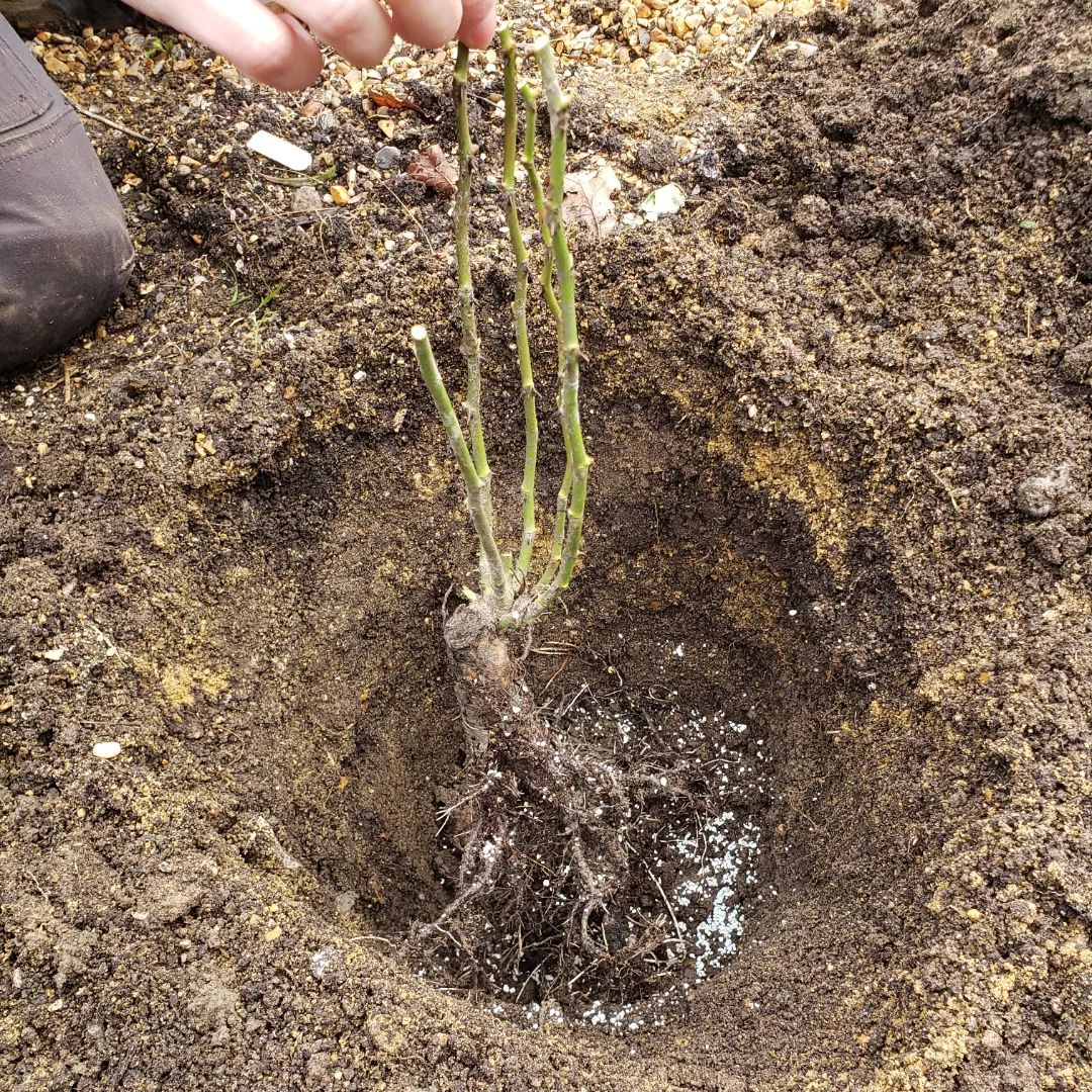 How To Transplant Roses