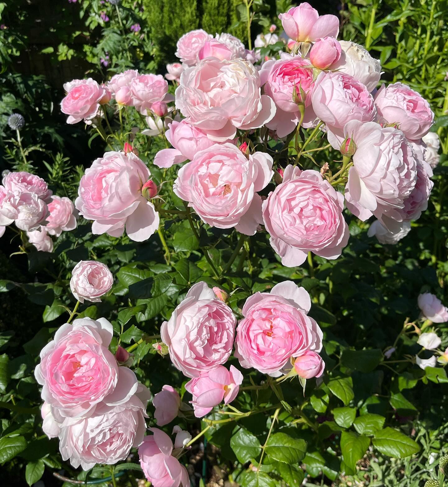 How to Grow The Best Rose Flowers