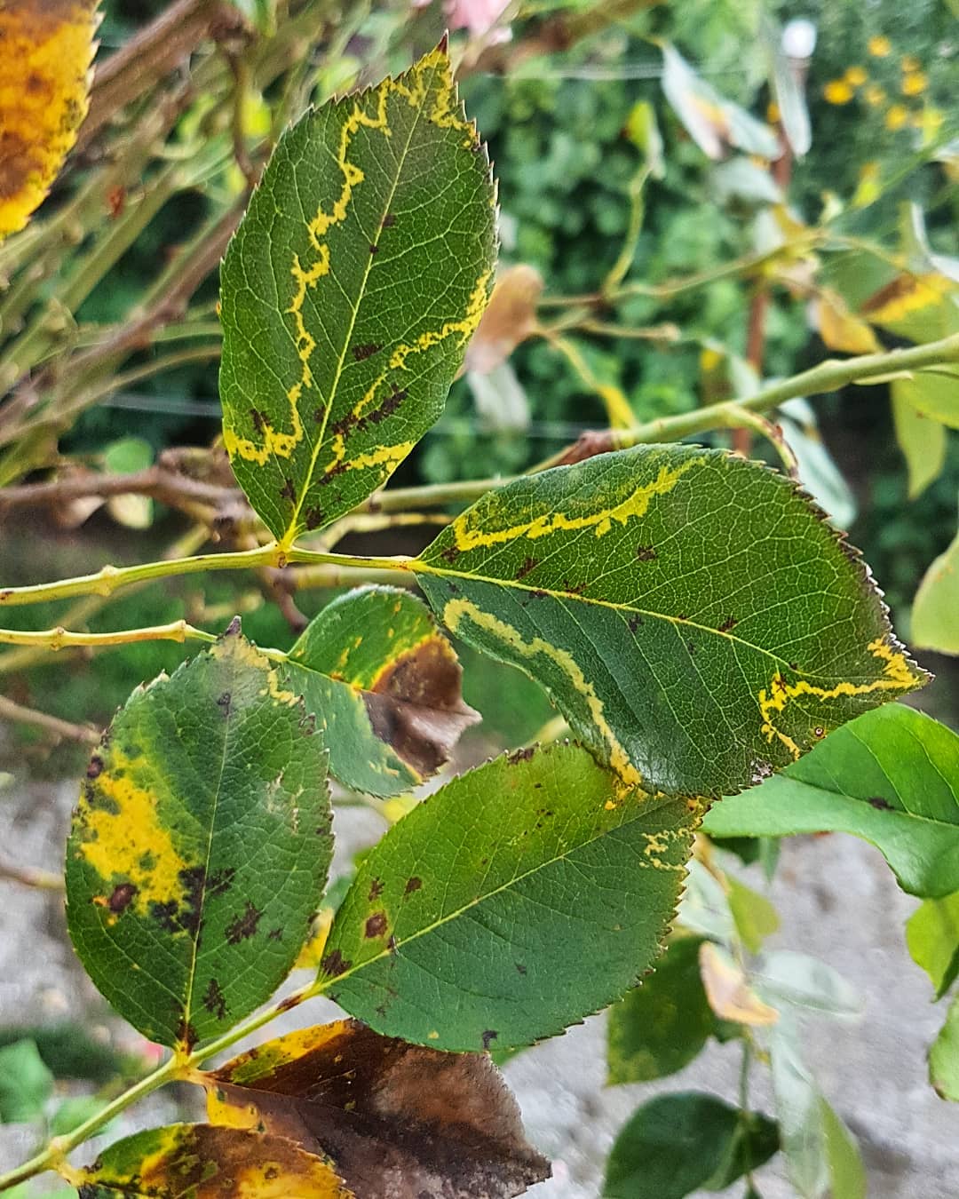 Identifying And Treating Rose Mosaic Disease