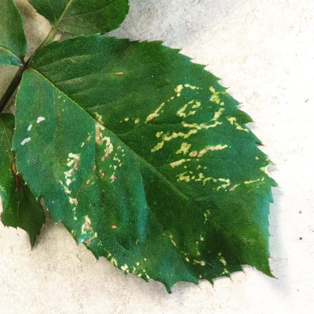 Identifying Rose Mosaic Disease