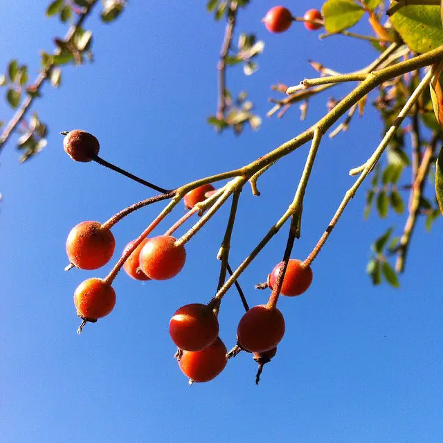 Methods for Extracting Rose Seeds