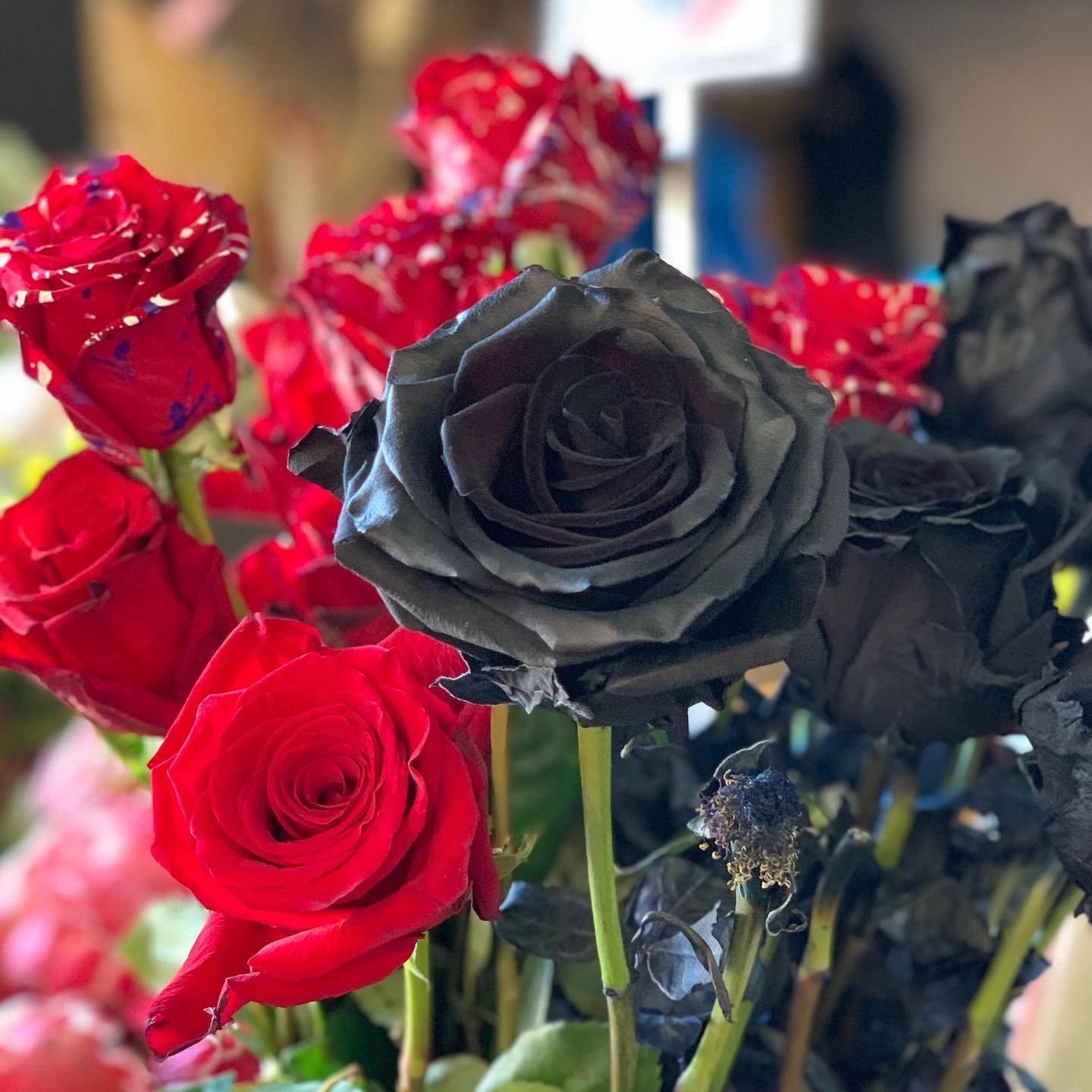 How To Get Rid Of Black Spot on Roses
