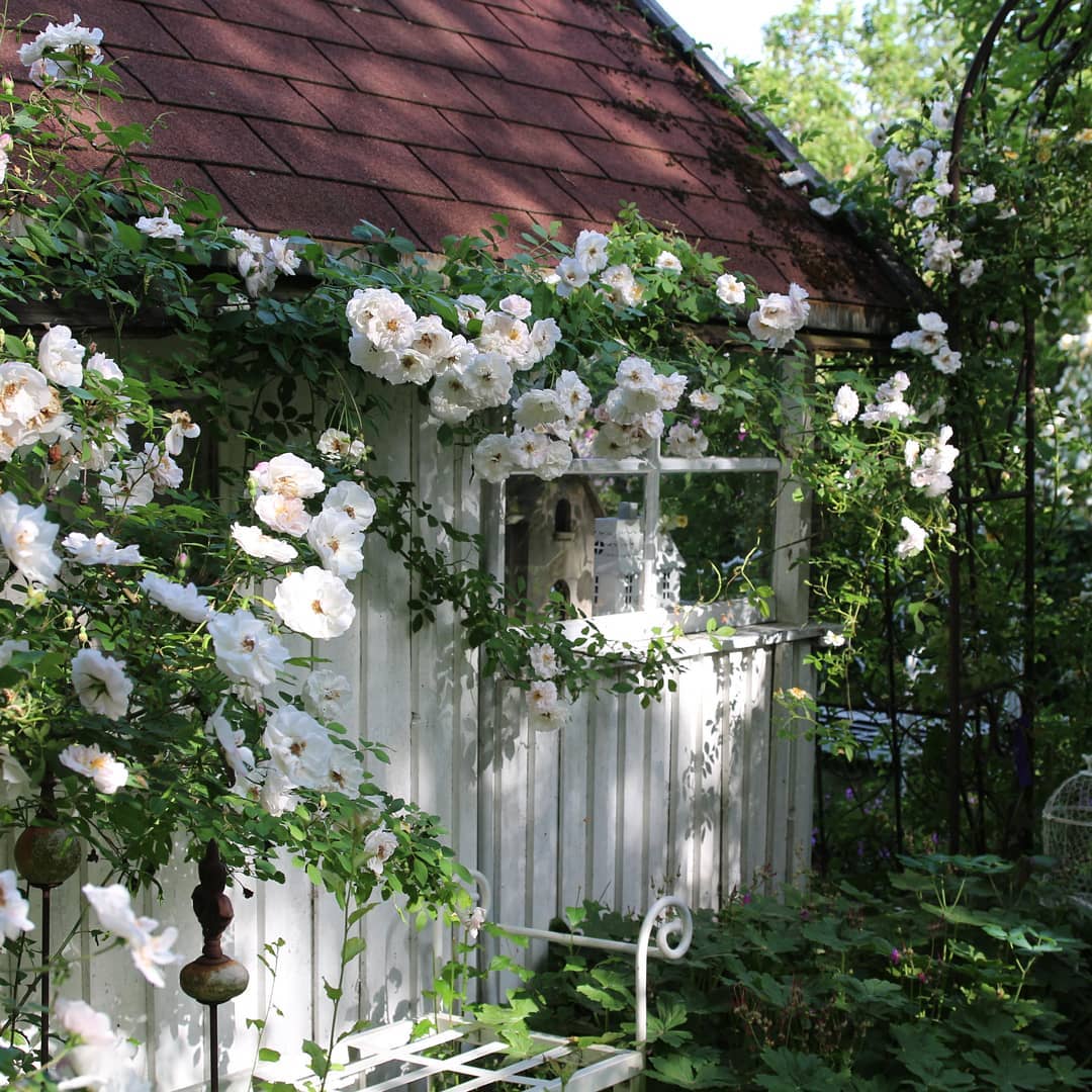 Romantic Rose Varieties