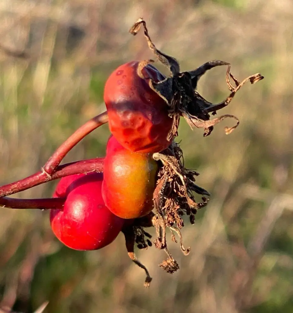 Selecting the Right Time for Seed Collection