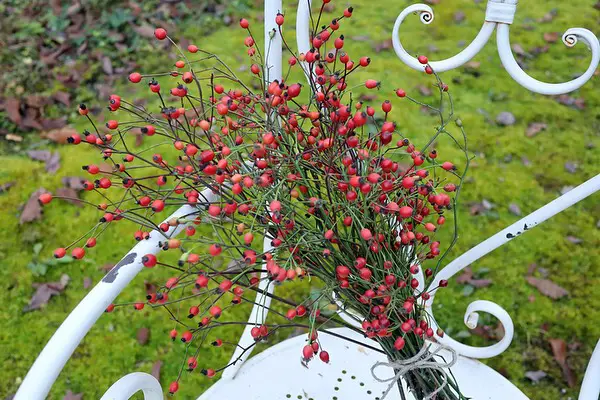 Storing Rose Hips for Seeds Sown Later