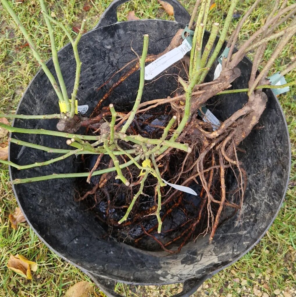 Transferring Roses from Pots