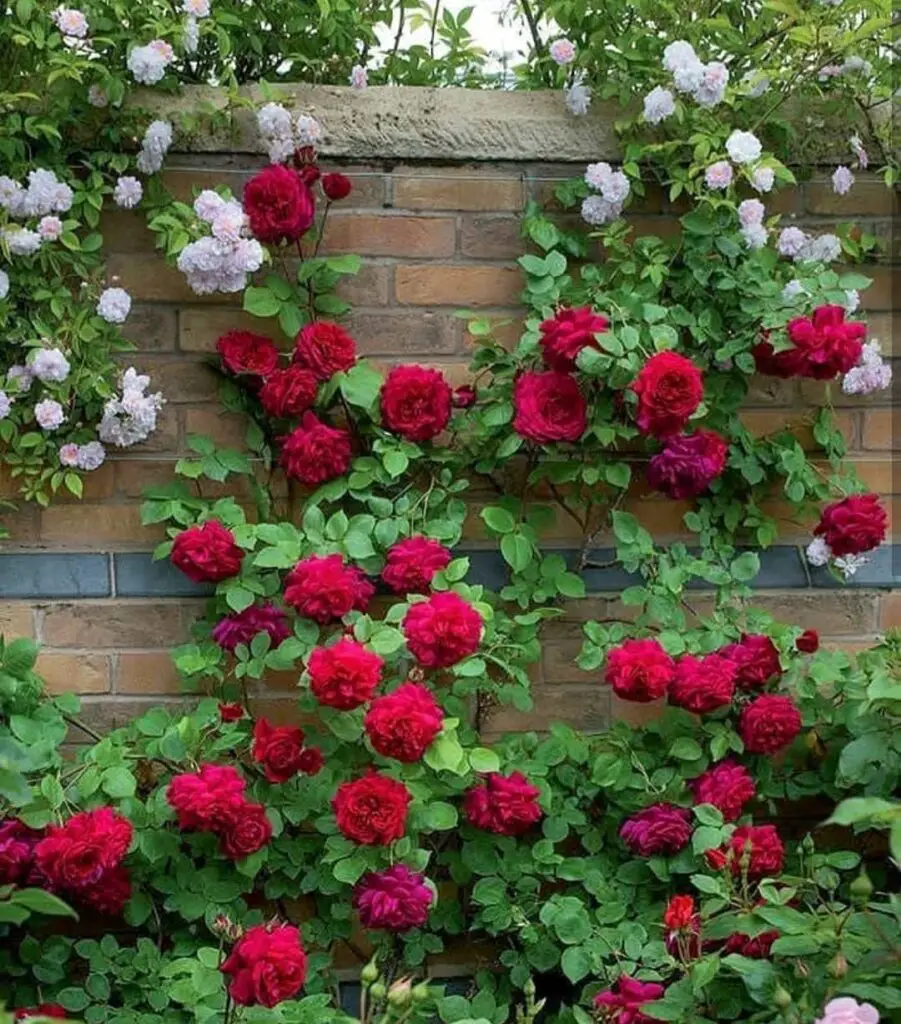 What Slows Down Rose Growth