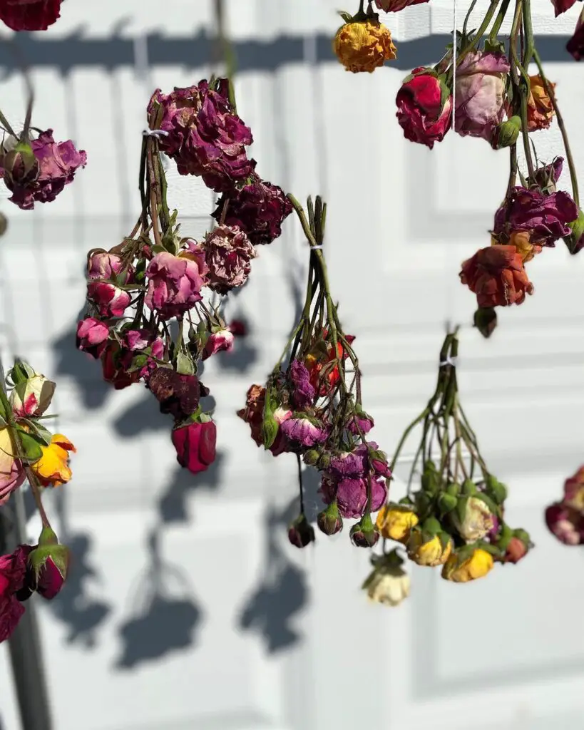 Air-Drying Roses