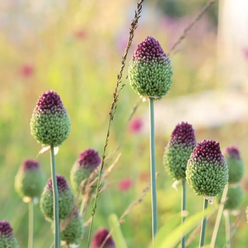 Alliums