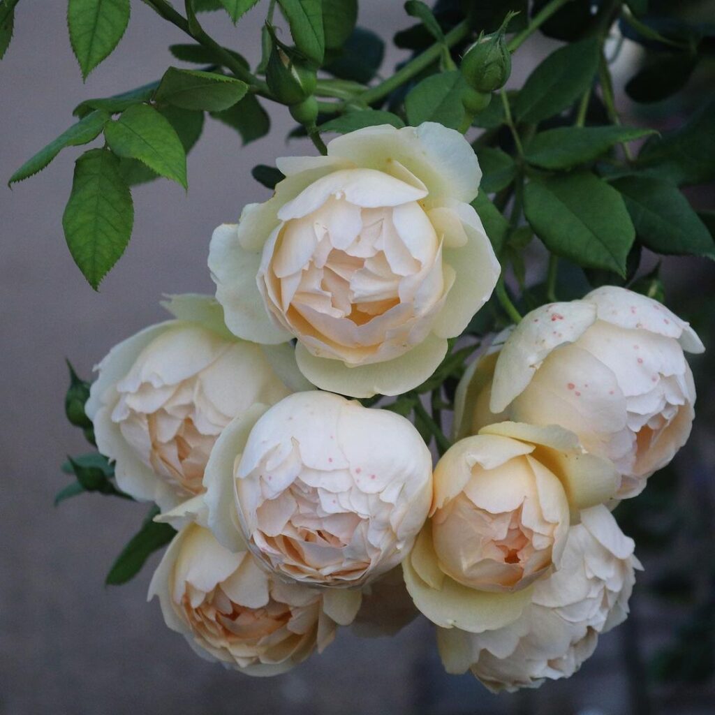 Botrytis Control On Roses