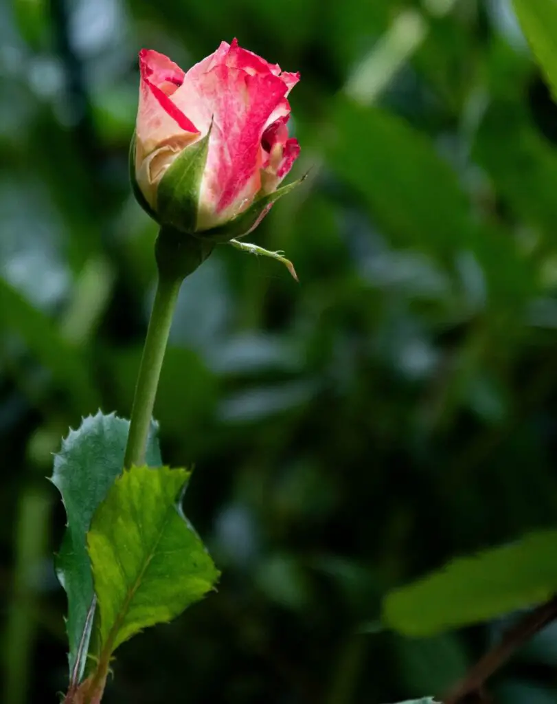 Colors of Long Stem Roses