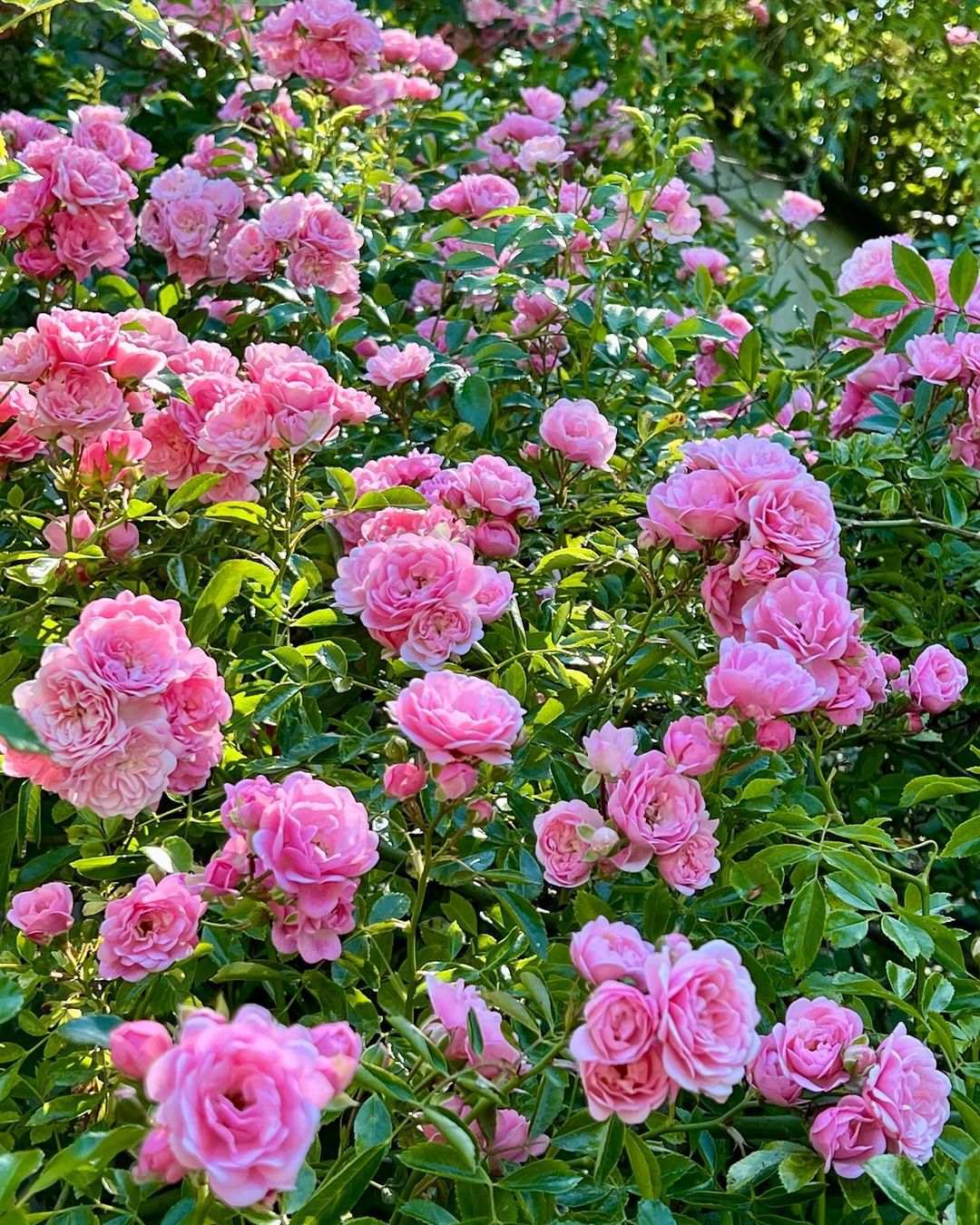 Companion Plants For Rose Bushes